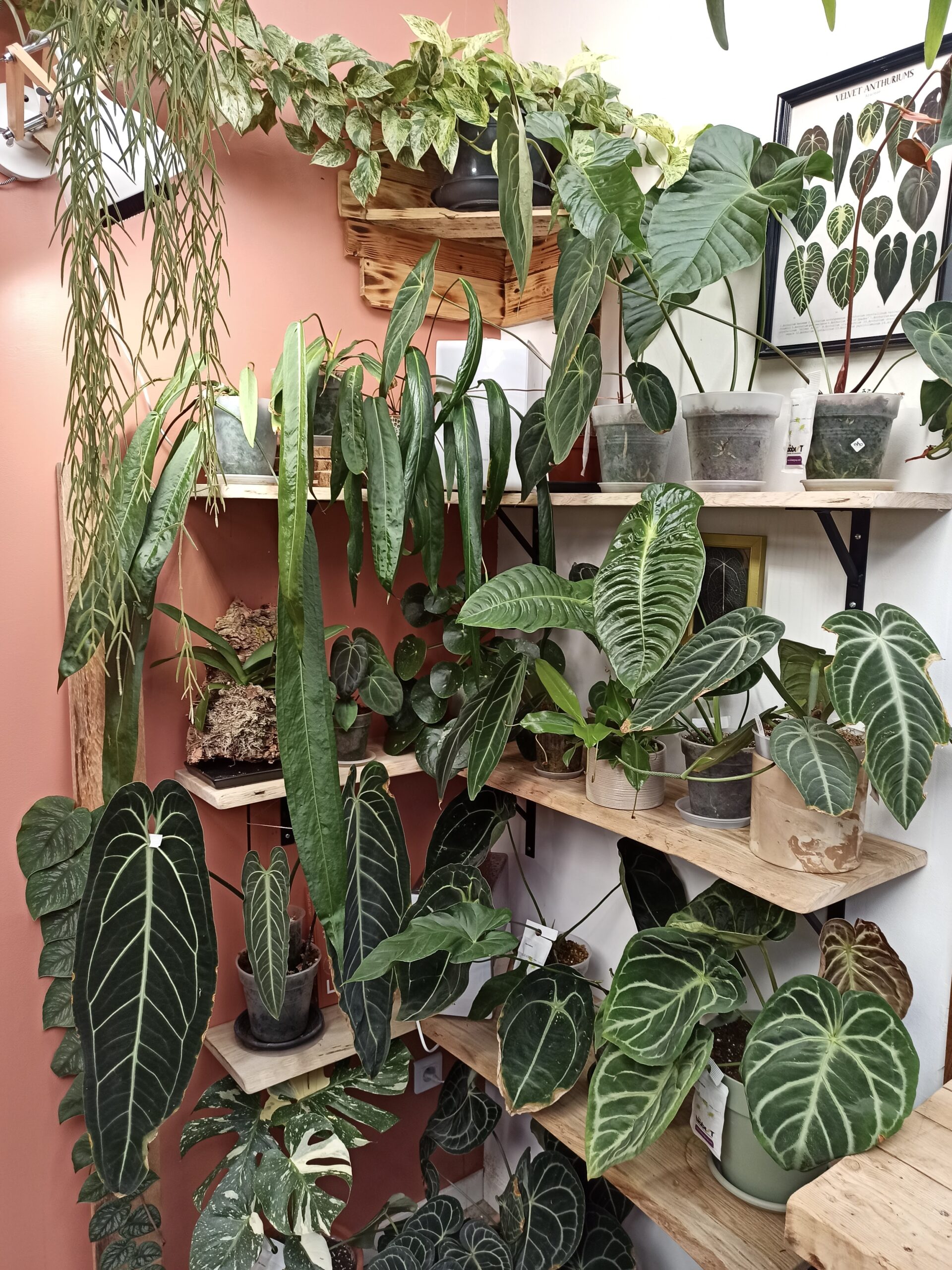 Collection de plantes Anthuriums de Ludivine