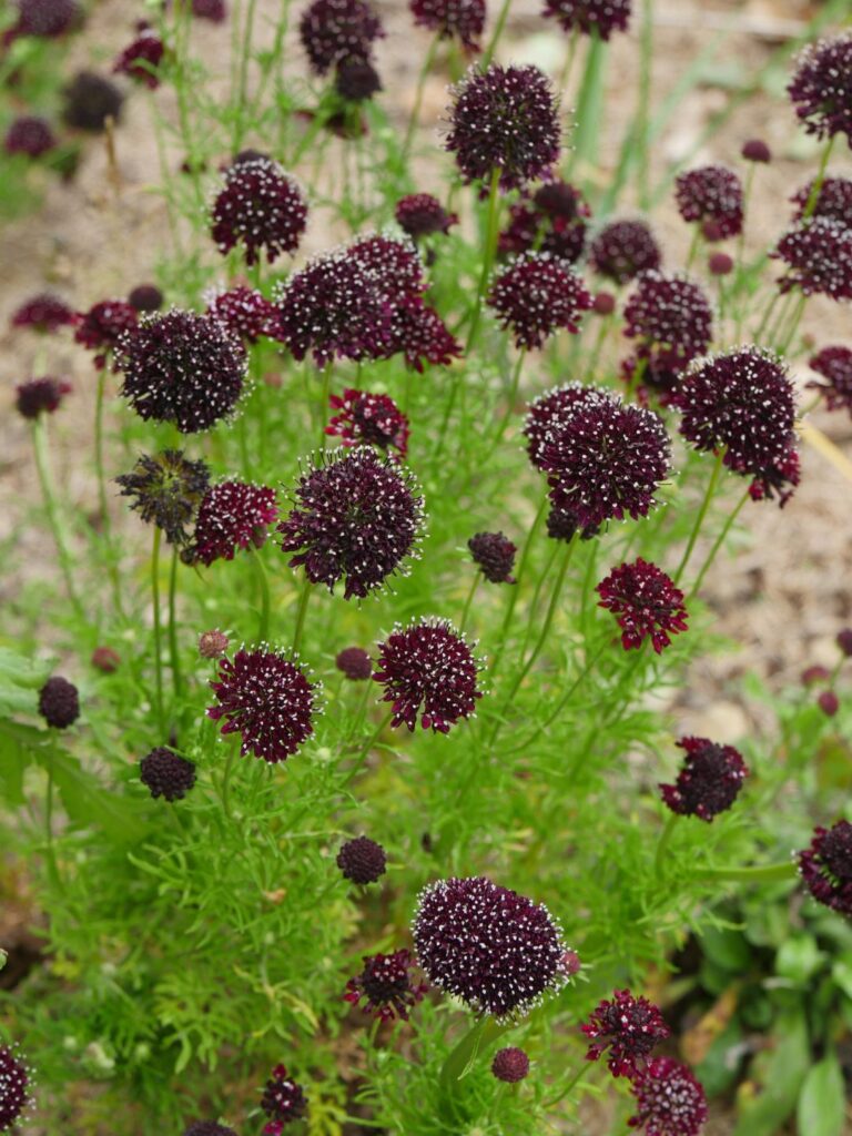 Fleur noire scabieuse ou scabiosa atropurpurea