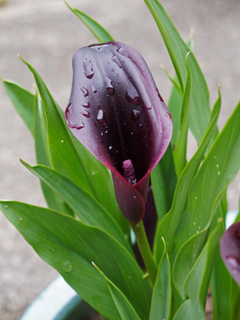 fleur arum noir