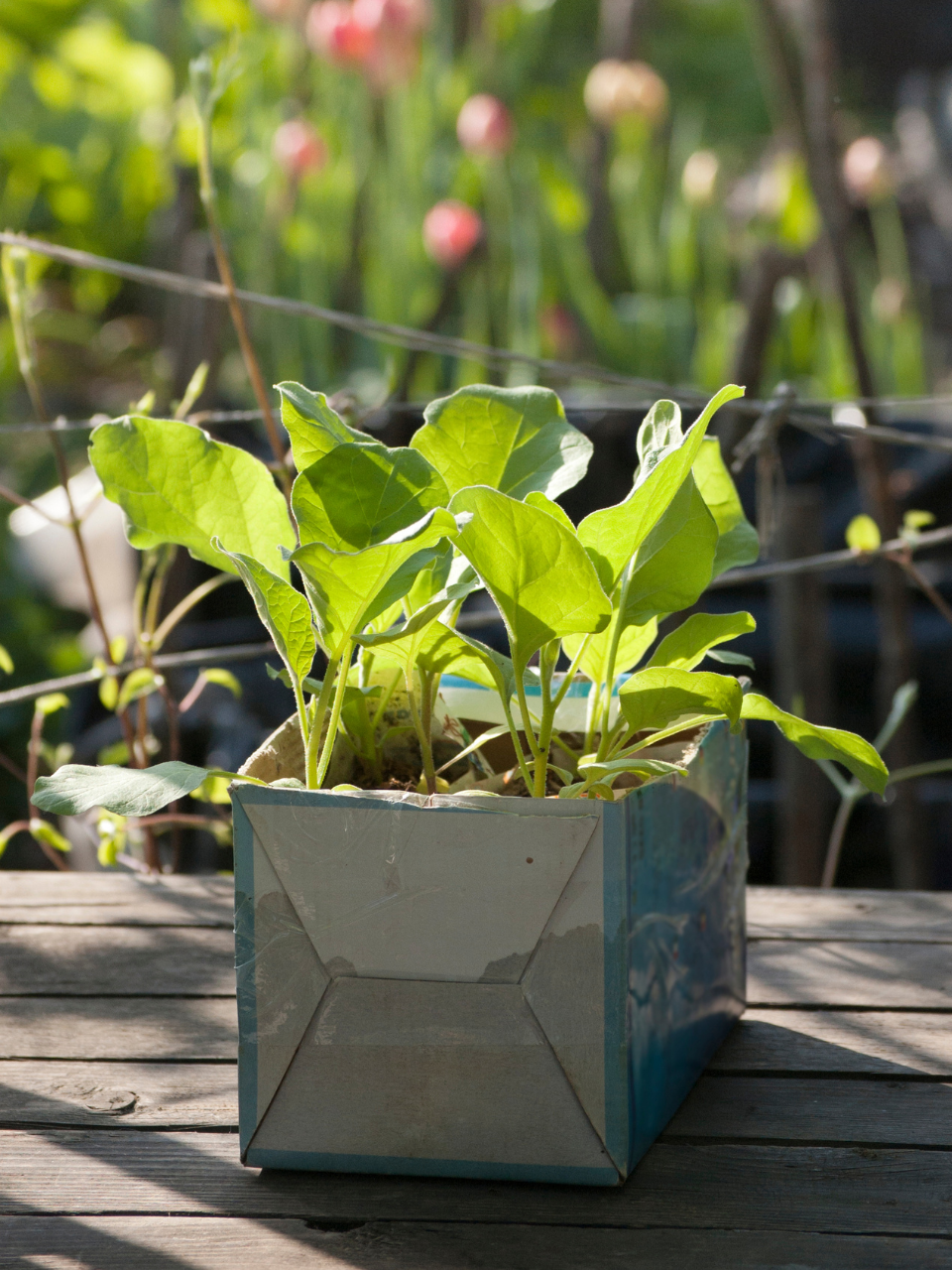 Recycler les briques de lait ou de jus en carton en pots à semis