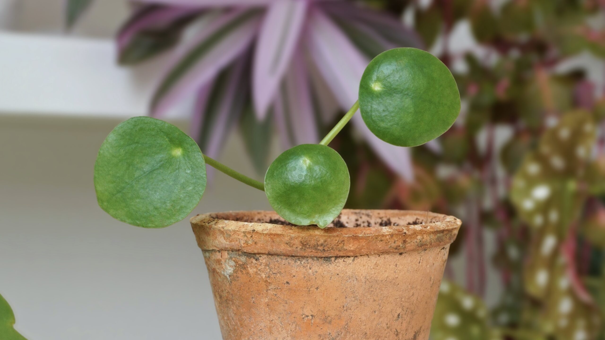 Bouturer votre piléa : 3 méthodes