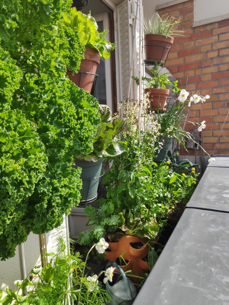 Cultiver un potager de balcon