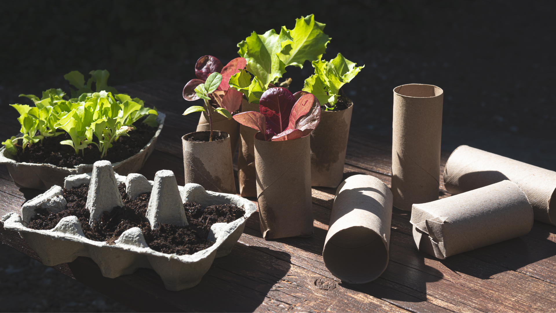 Pots à semis 100% récup : 10 idées zéro déchet