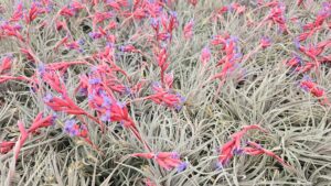 Comment entretenir votre tillandsia