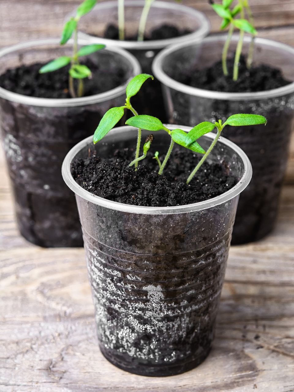 Réutiliser les gobelets en pots à semis