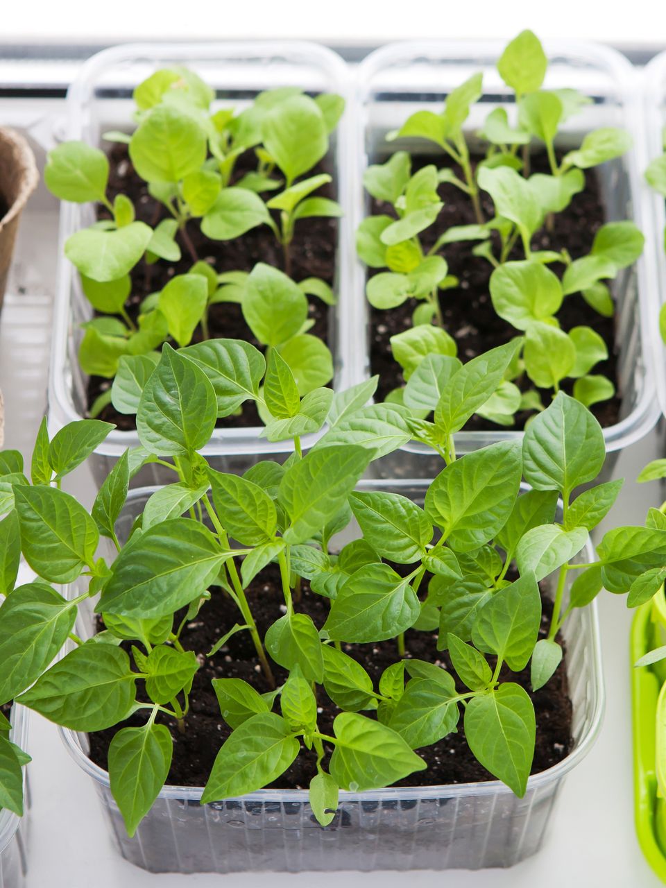 Recycler une barquette alimentaire en pot à semis