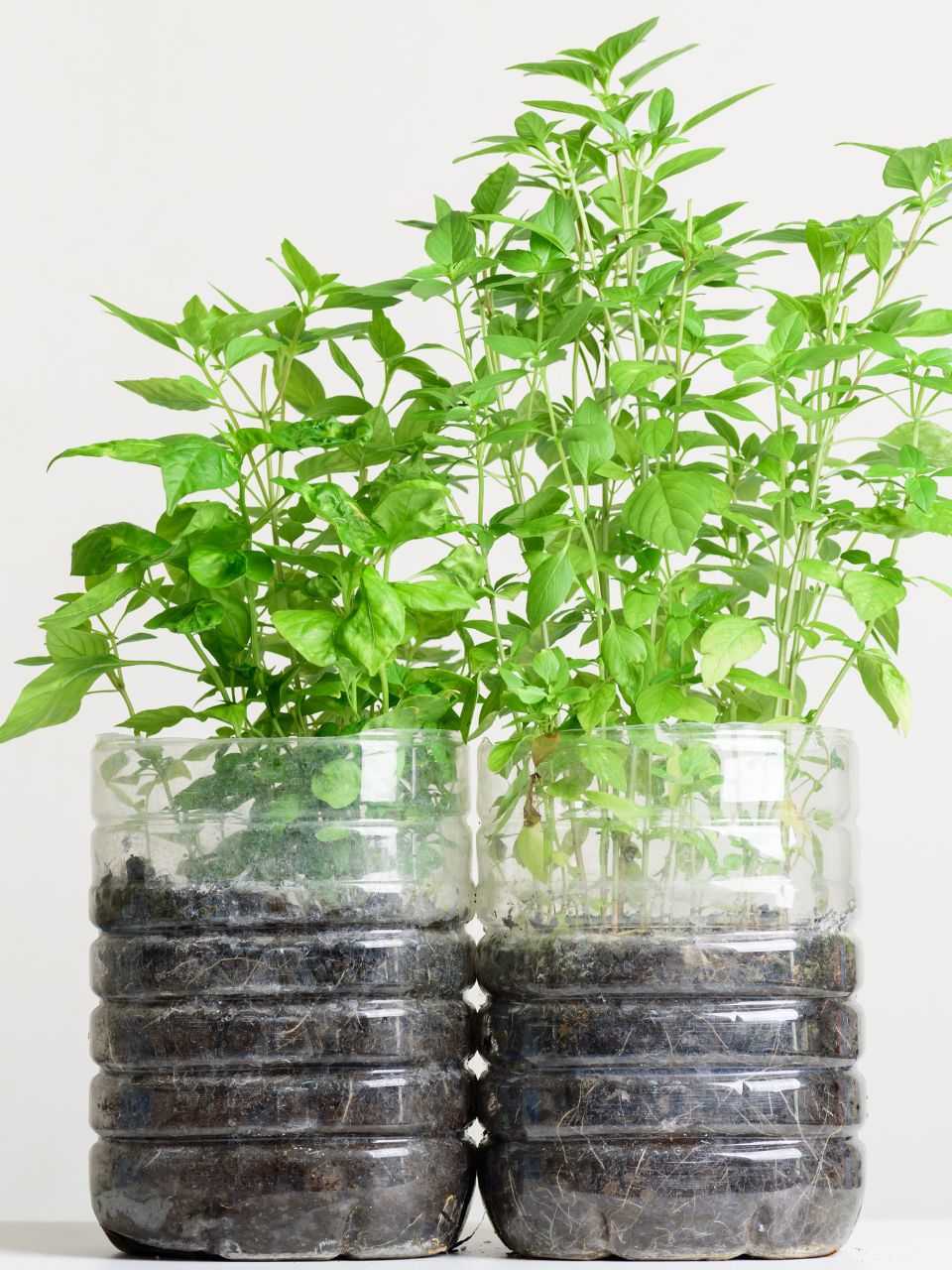 Recycler les bouteilles en plastique en pots à semis