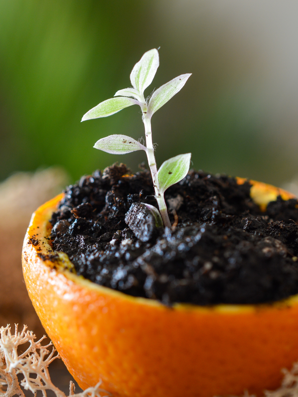 Recycler les peaux d'agrumes en pots à semis