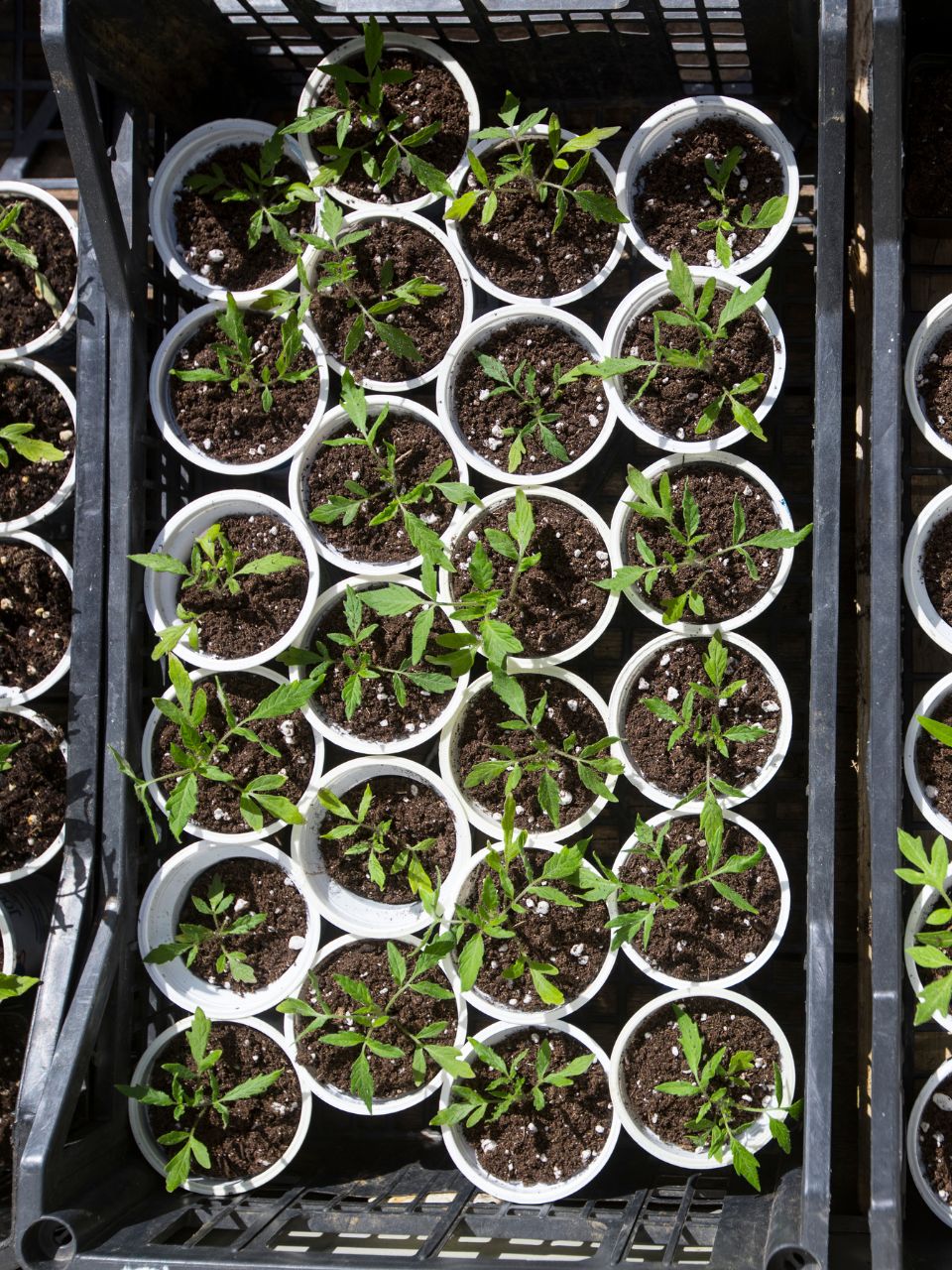 Réutiliser des pots de yaourt comme pot à semis