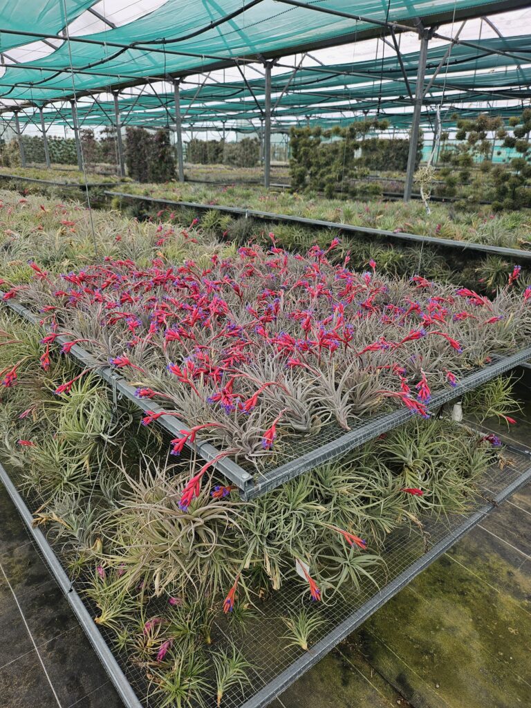 Serre culture Tillandsia Prod