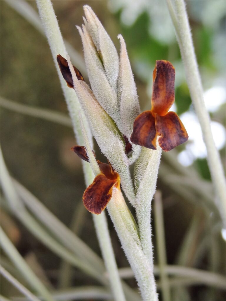 Tillandsia Caliginosa à fleurs chocolat