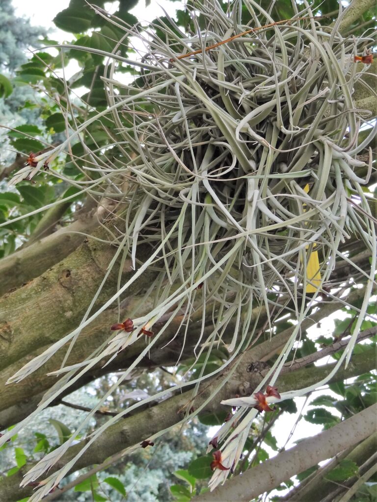 Tillandsia Caliginosa à fleurs chocolat