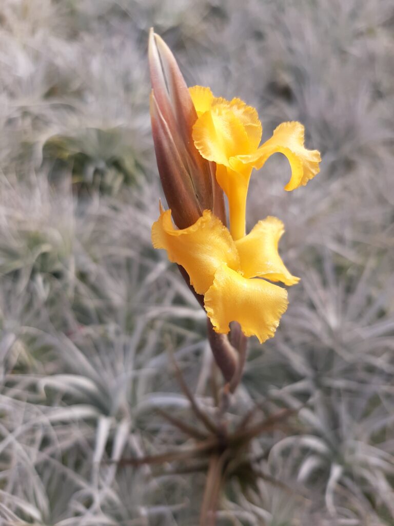 Tillandsia erici x diaguitensis