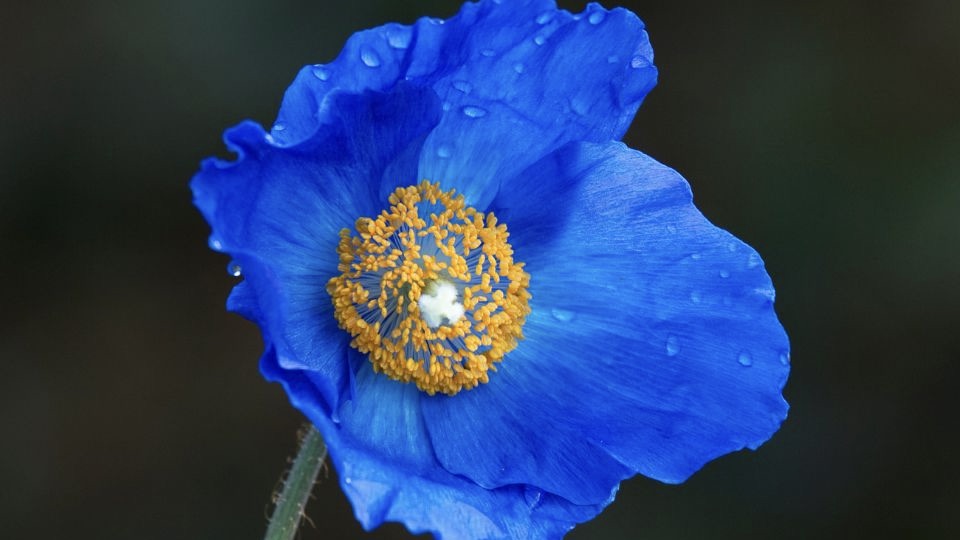 10 fleurs bleues à planter dans votre jardin