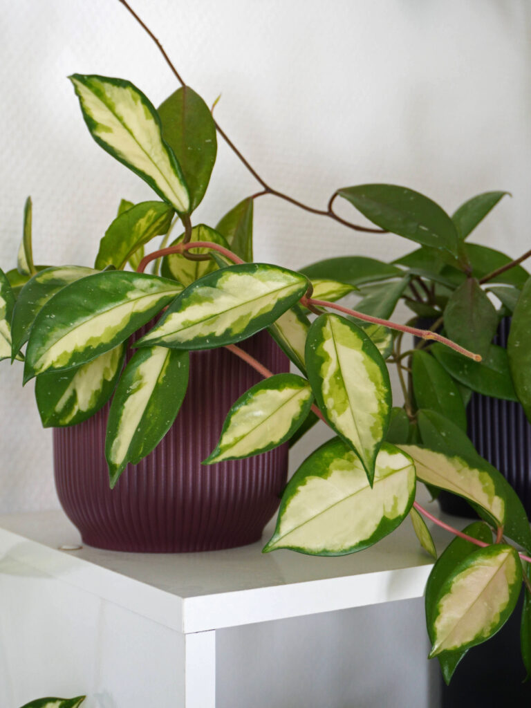 Comment cultiver l'hoya