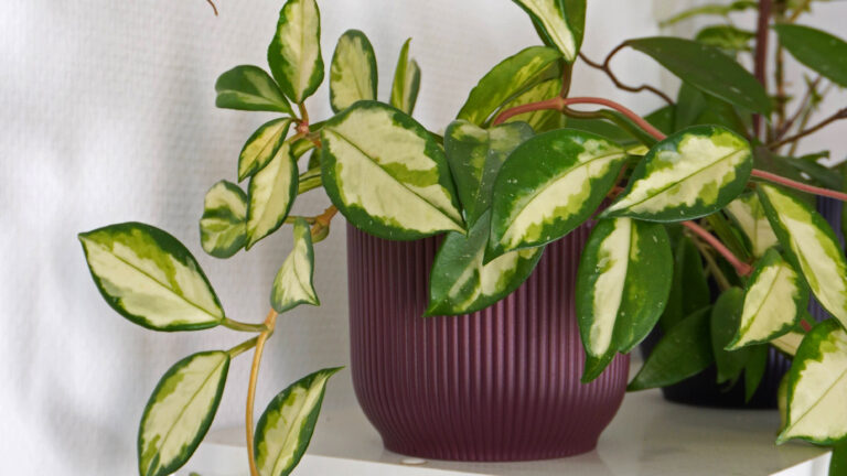 Comment entretenir votre hoya : le guide complet