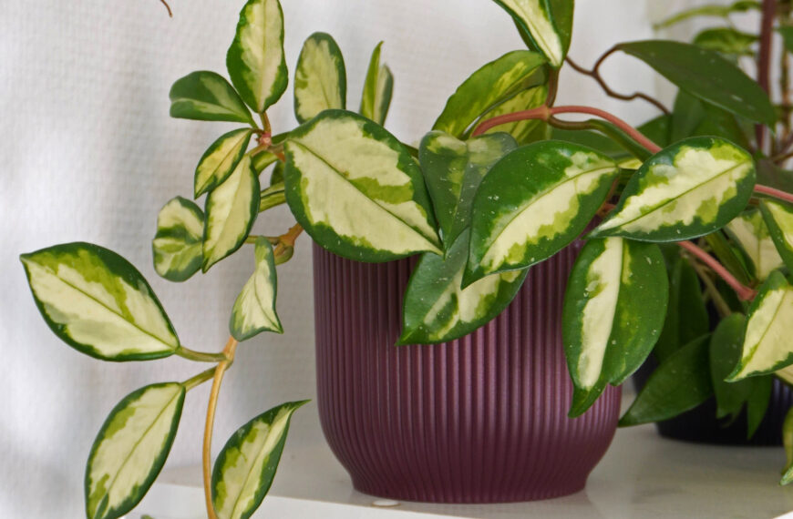 Comment entretenir votre hoya : le guide complet