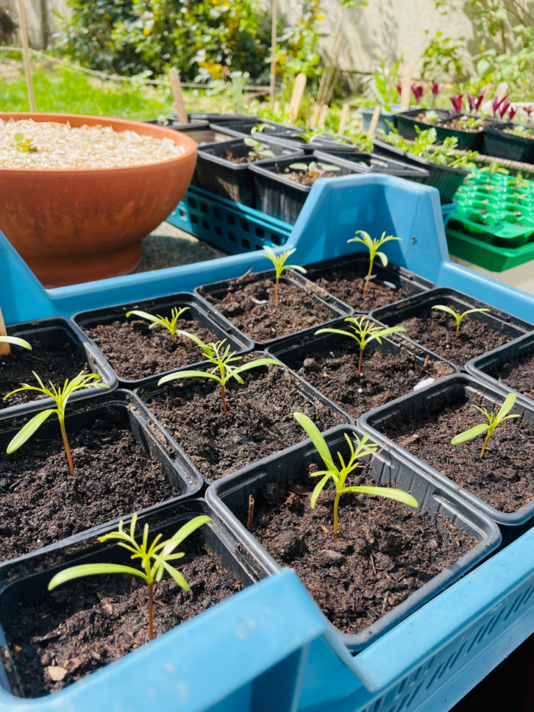 Comment semer des graines au potager