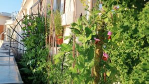 Cultiver un potager de balcon en ville avec Valéry Tsimba