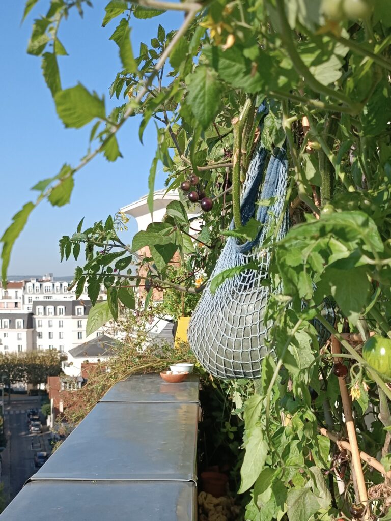 Démarrer un potager urbain