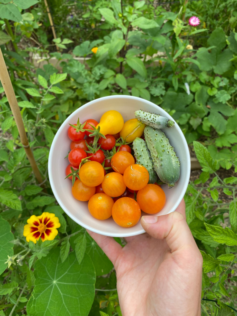 Faire des semis de légumes, aromatiques et fleurs