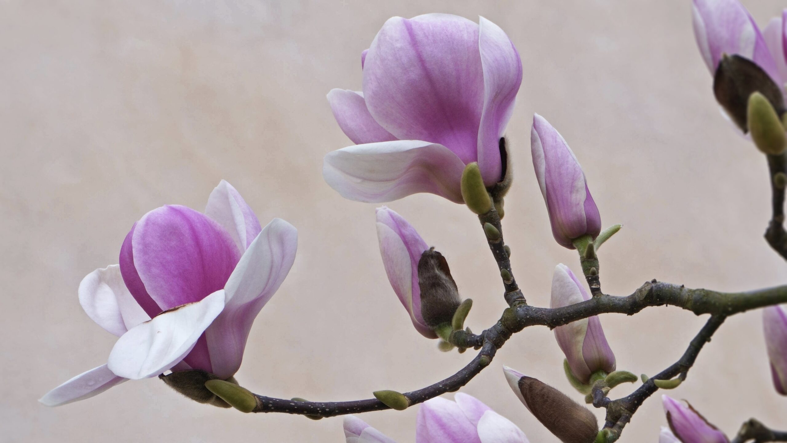 Recette de pickles de fleurs de magnolia