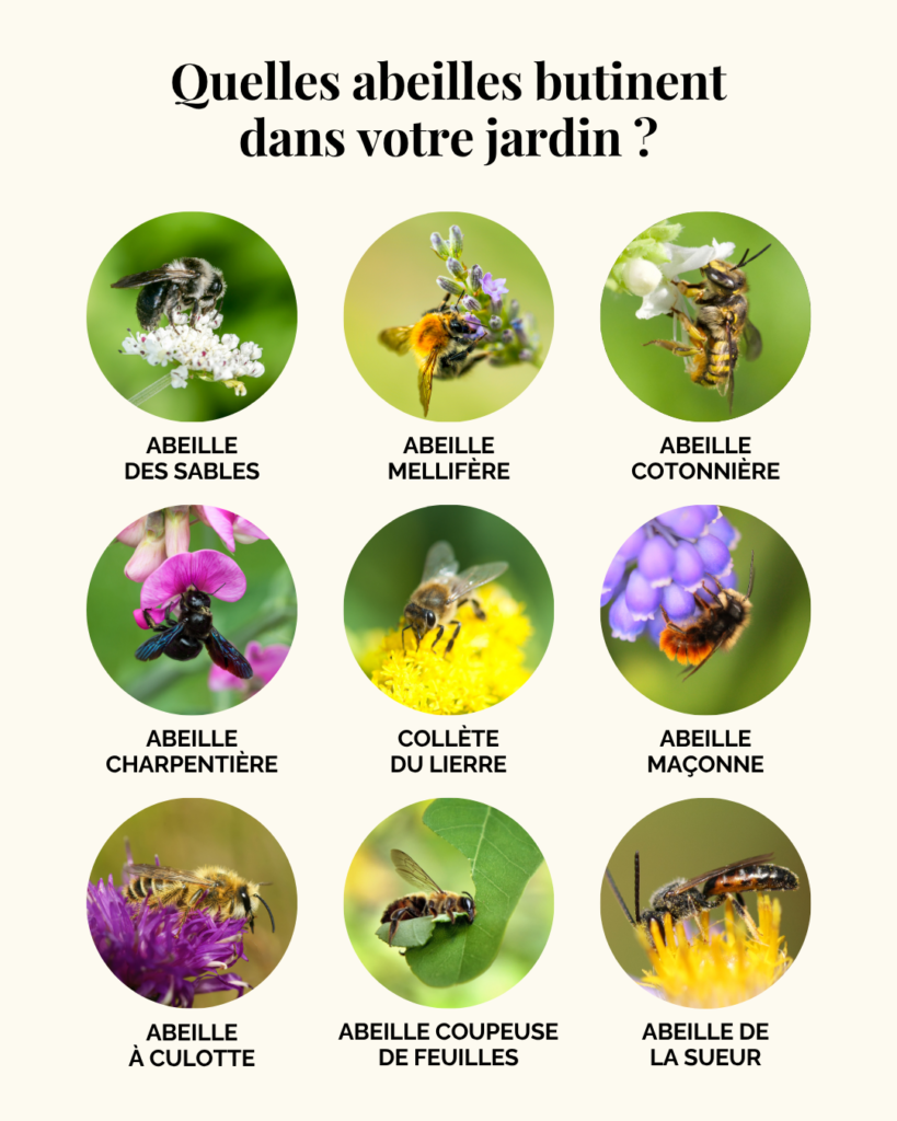 Différentes espèces d'abeilles au jardin en France