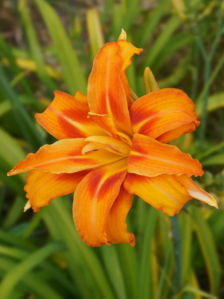 fleur hémérocalle comestible