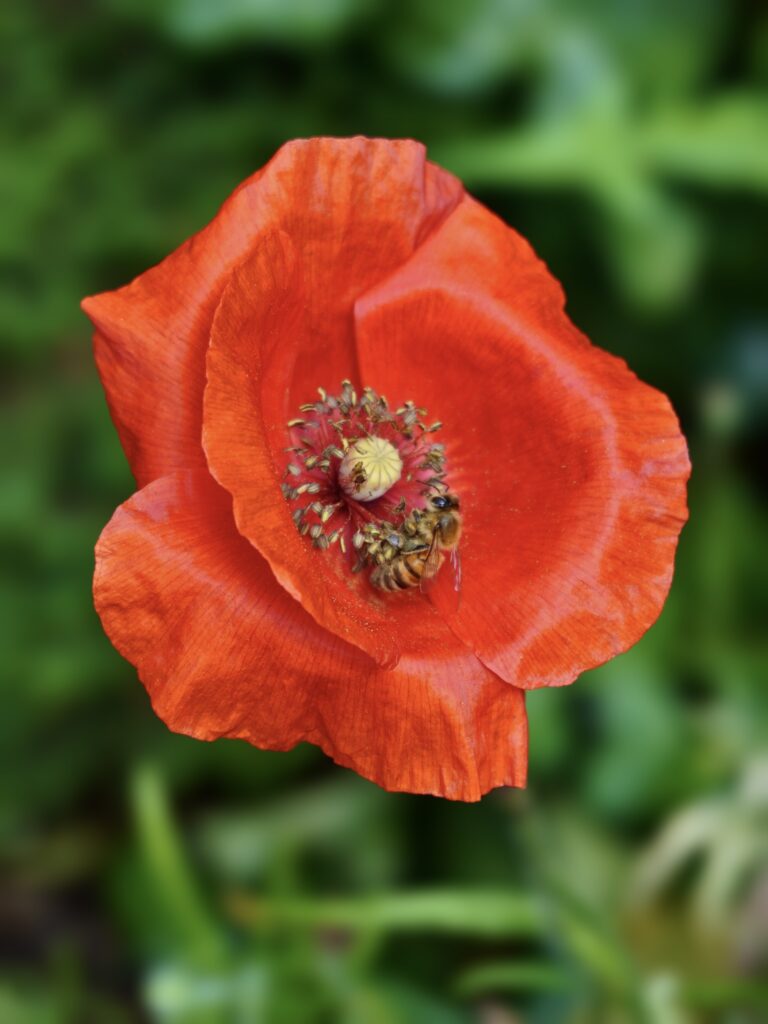 Coquelicot fleur comestible