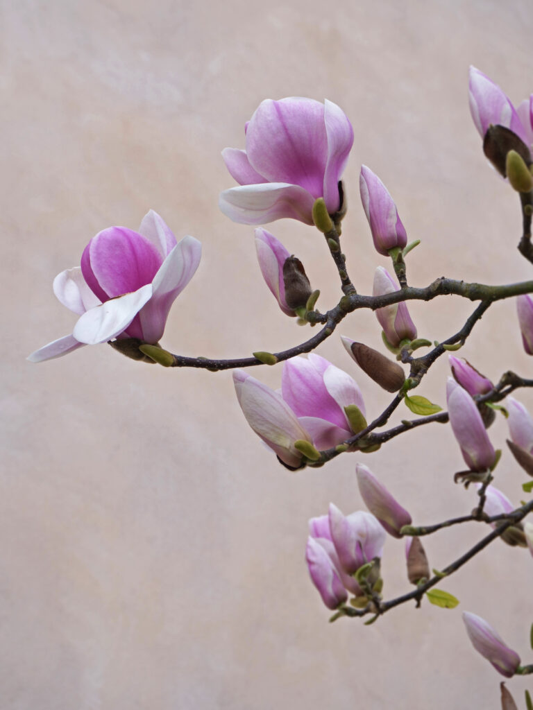 Magnolia fleur comestible