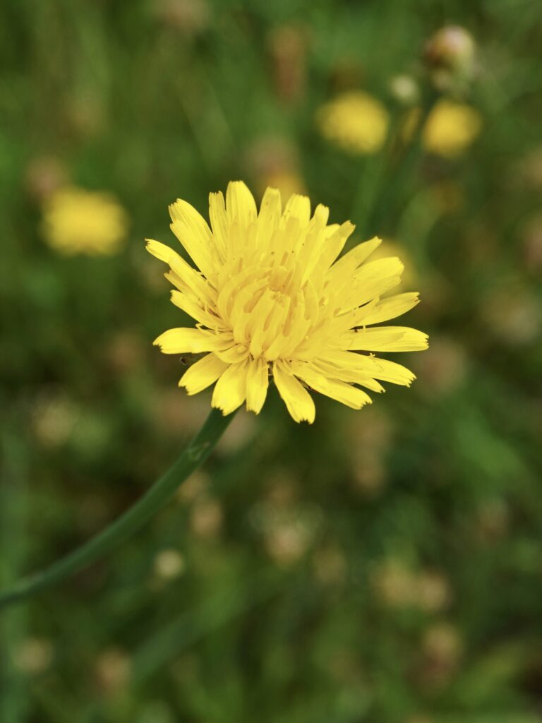 Fleur de pissenlit comestible