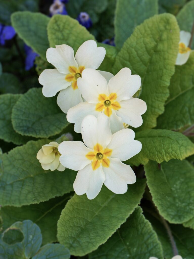Primevère fleur comestible