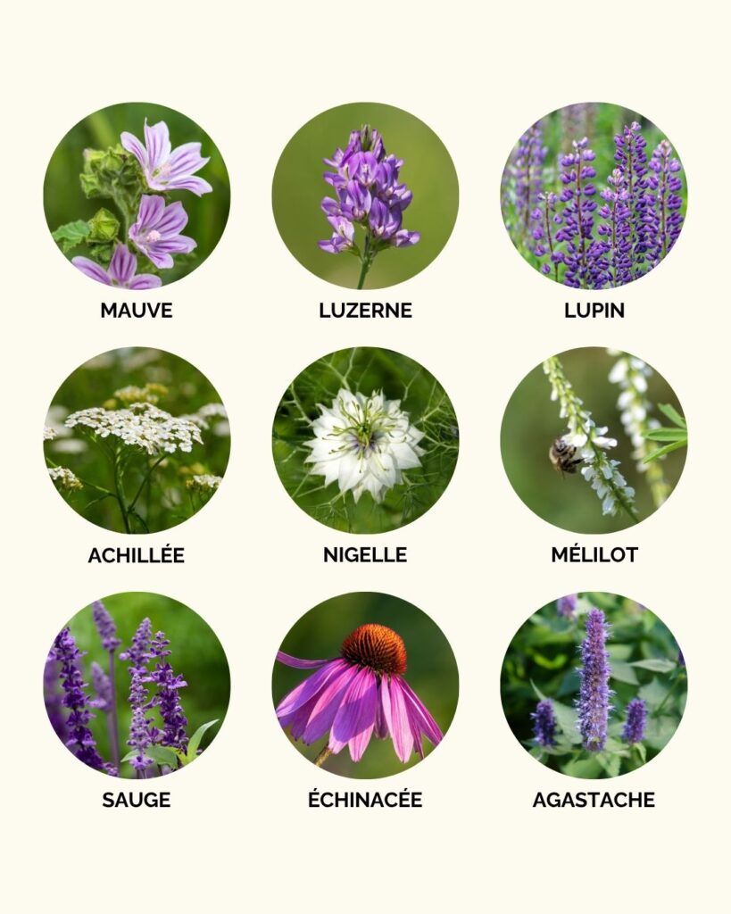 Les fleurs mellifères à semer pour aider les abeilles
