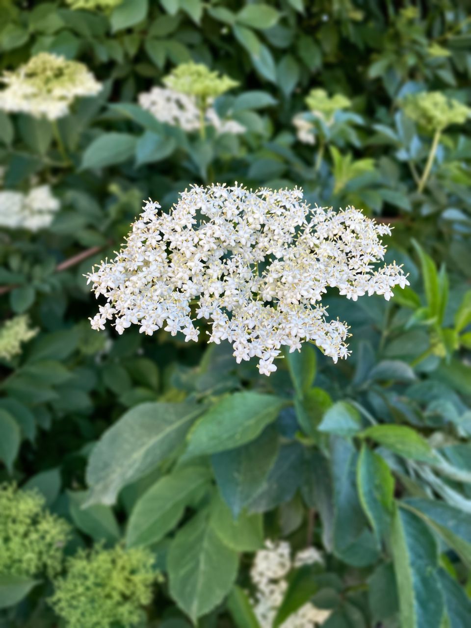 fleurs comestibles de sureau