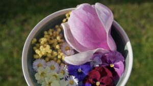 25 fleurs comestibles dans votre jardin