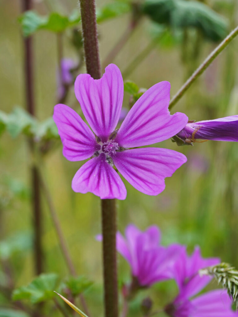 Mauve fleur comestible