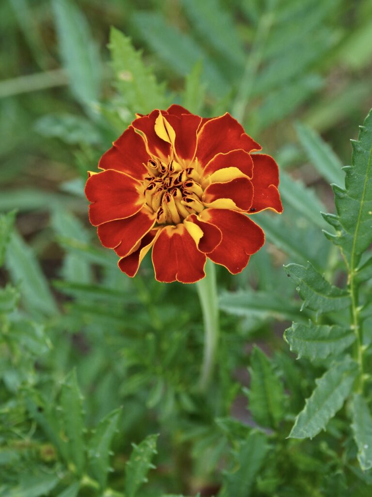 Oeillet fleur comestible