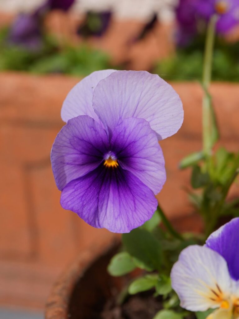 Pensée fleur comestible