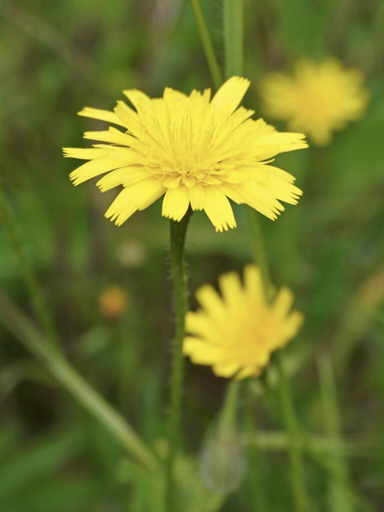 Fleur de pissenlit comestible