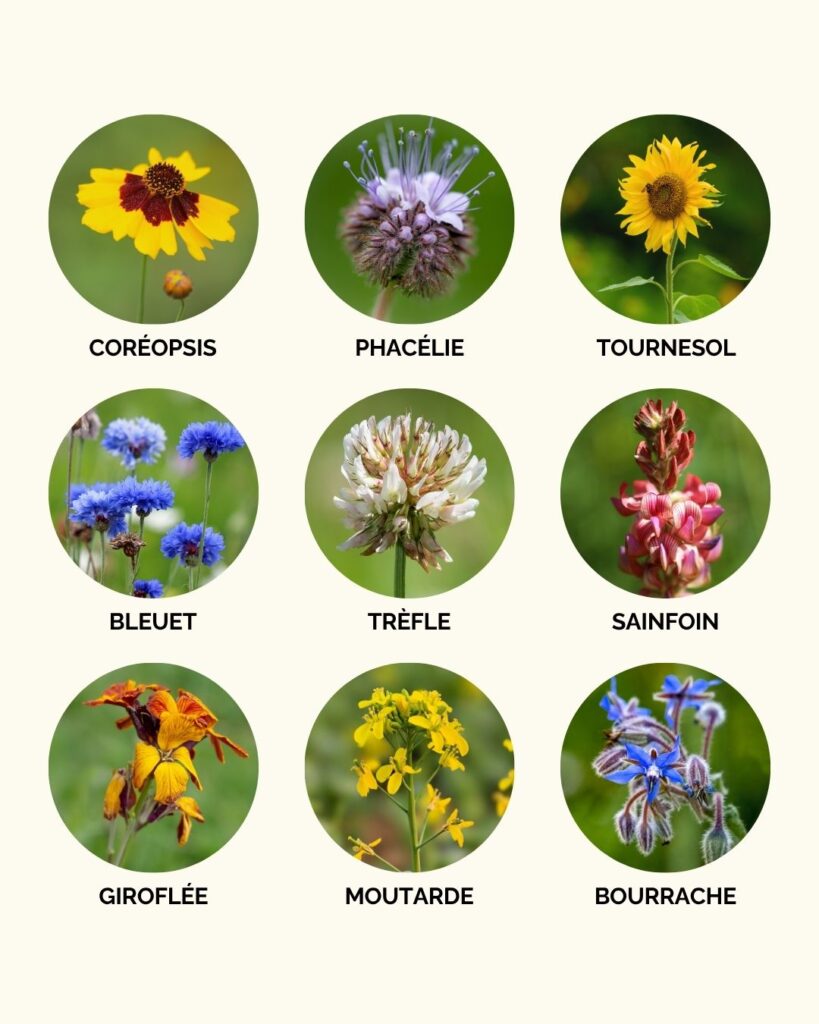 Planter des plantes mellifères au jardin pour les abeilles