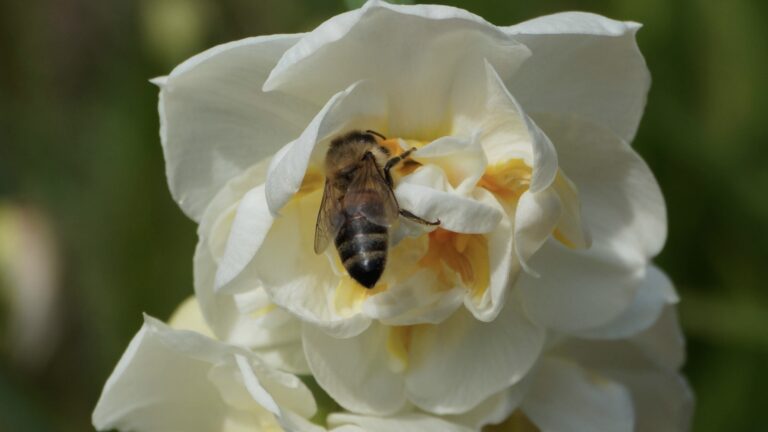 Plantes mellifères : Quelles fleurs semer pour aider les abeilles ?