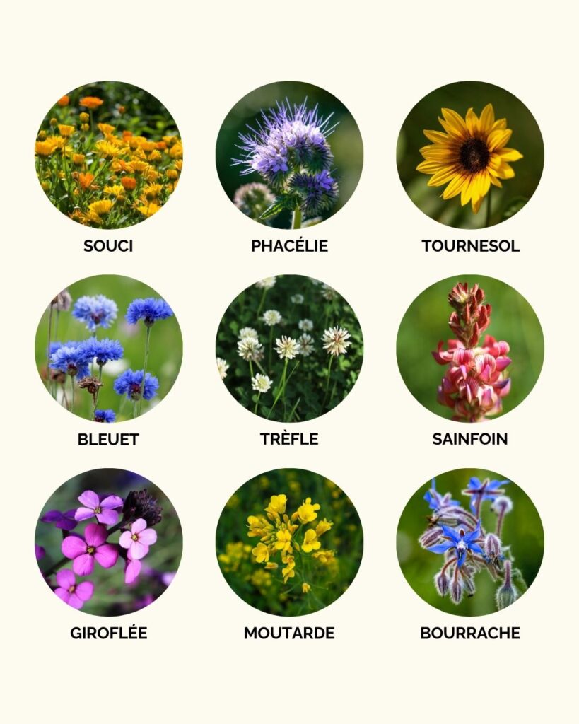 Les plantes mellifères à semer au jardin pour aider les abeilles