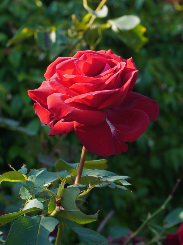 Rose fleur comestible