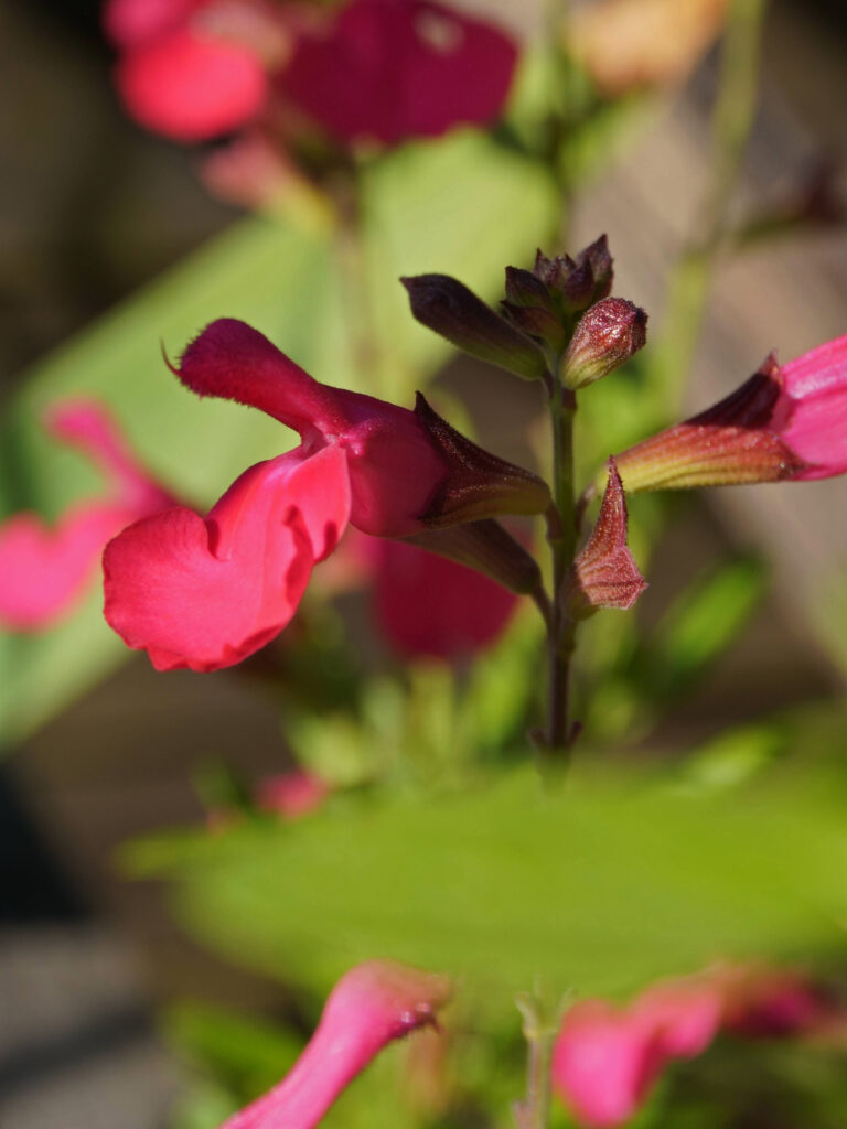 Sauge fleur comestible