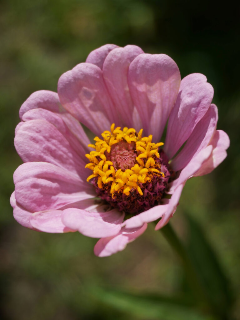 Zinnia fleur comestible