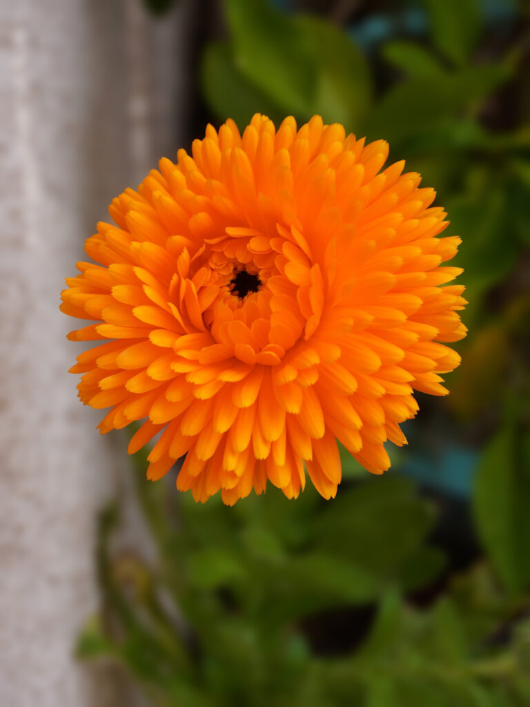 Fleur comestible de souci ou calendula
