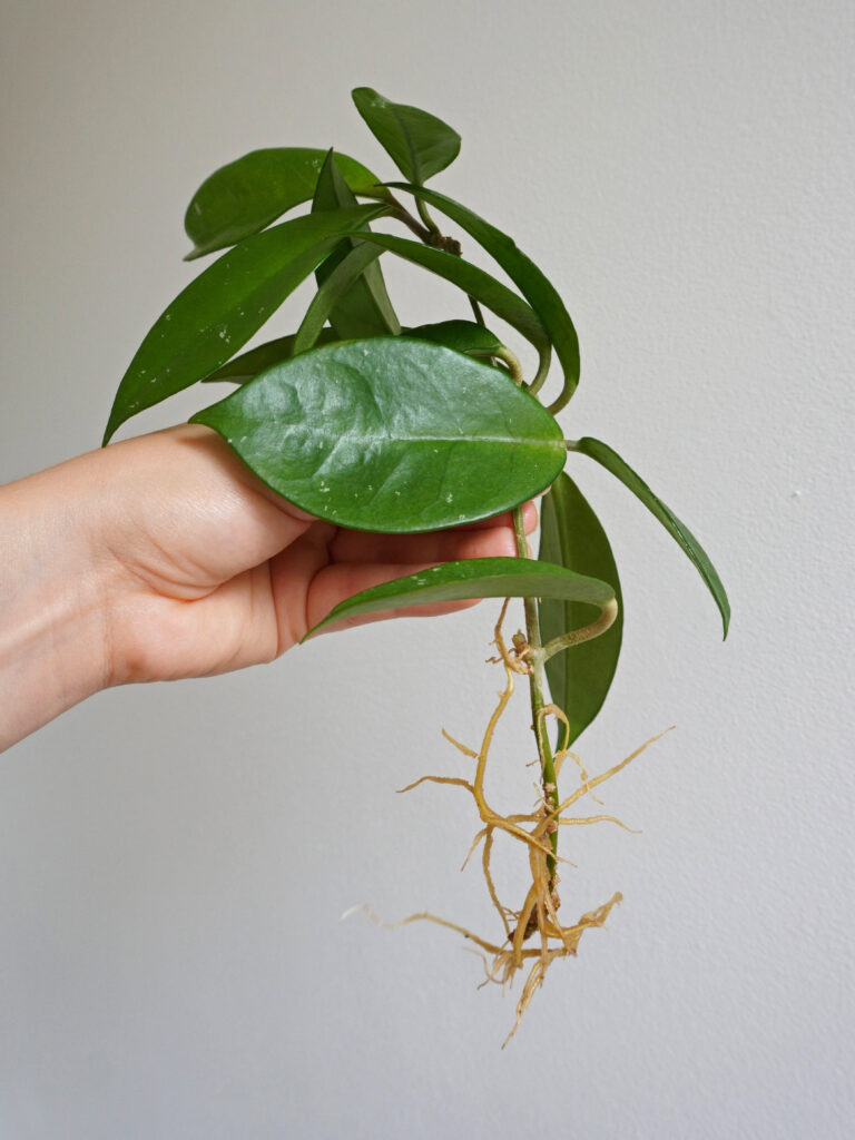 Bouture d'hoya racinée en eau