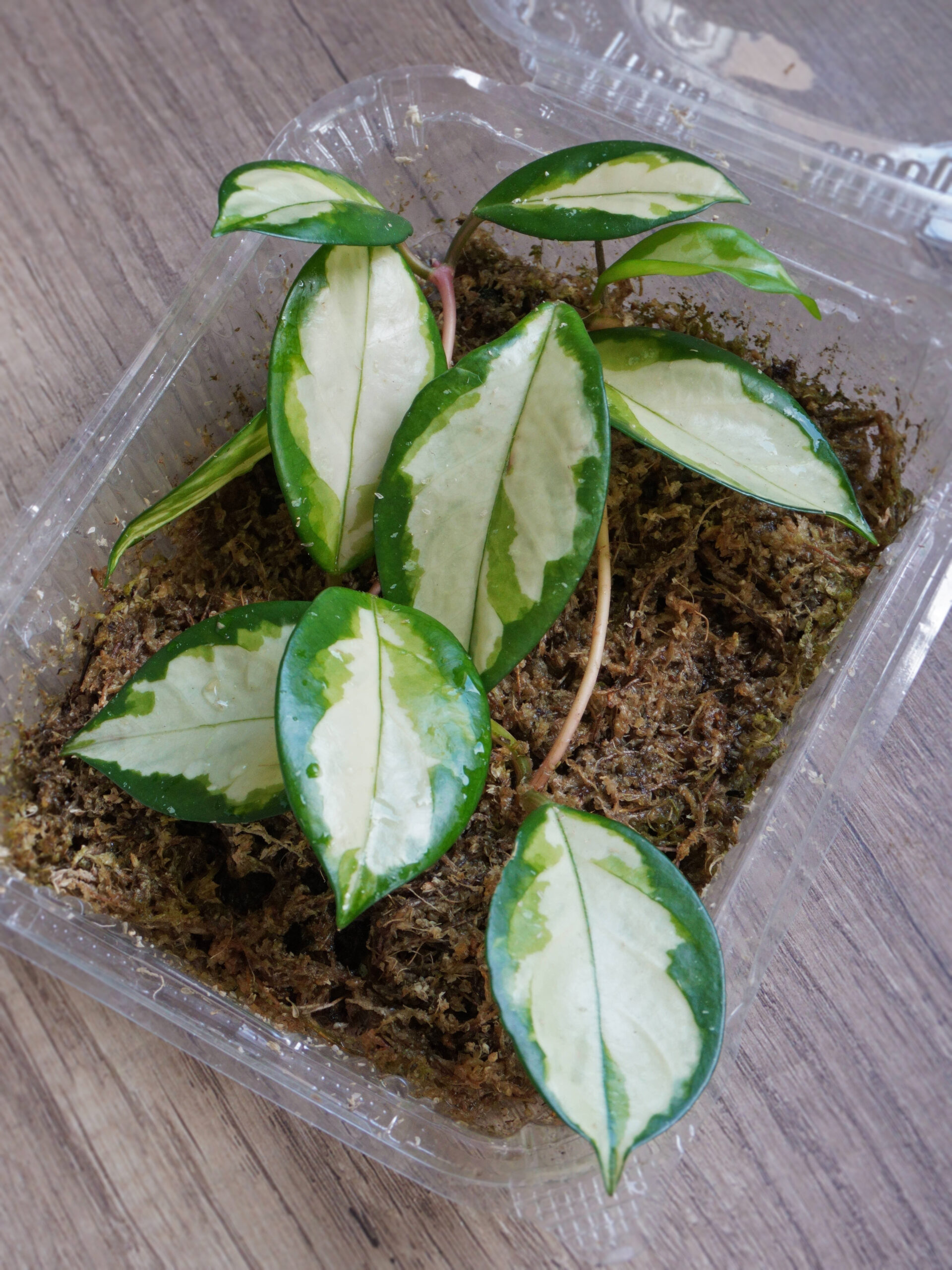 Bouturage d'hoya en sphaigne