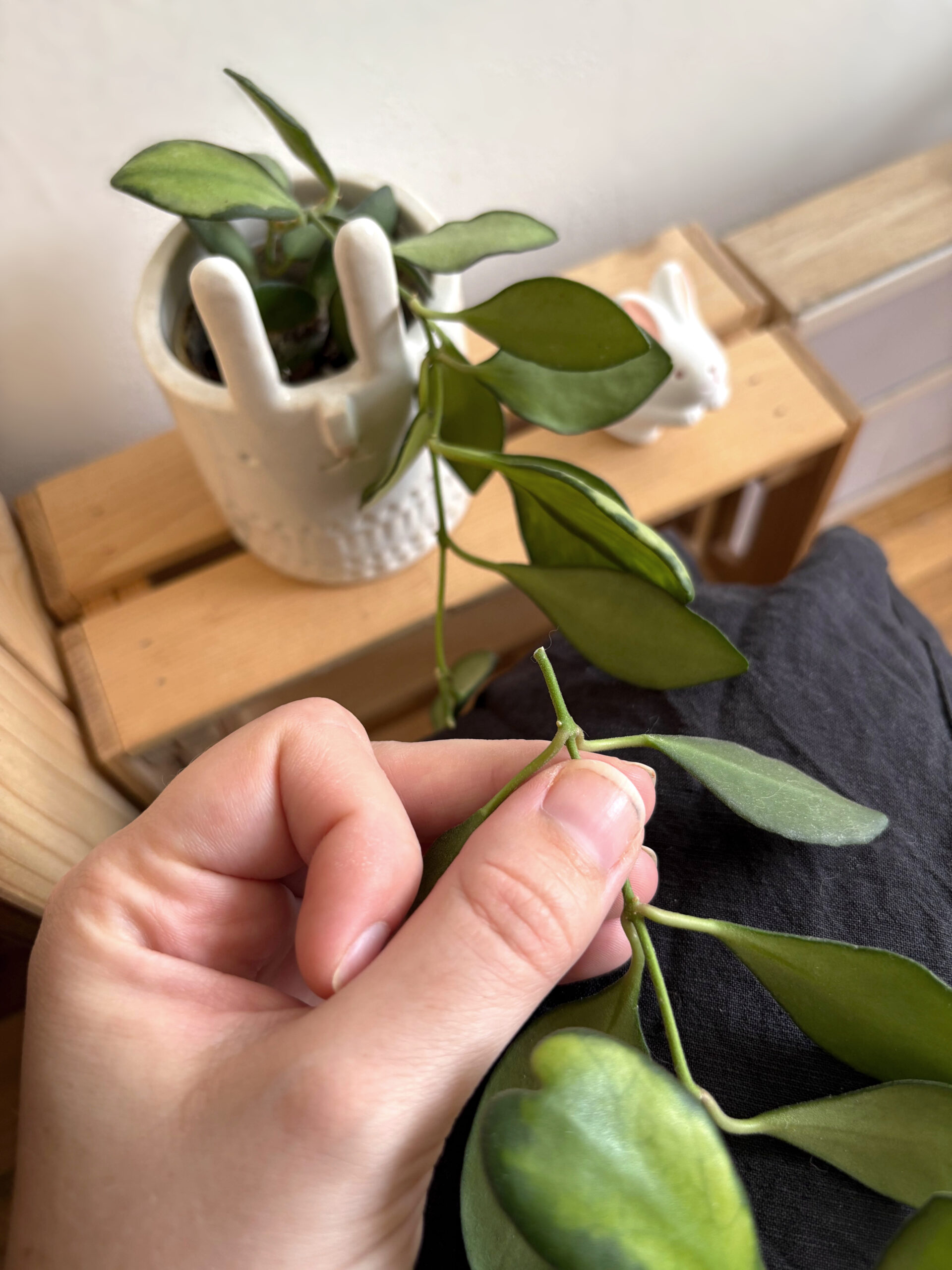 Bouturage de tiges d'hoya