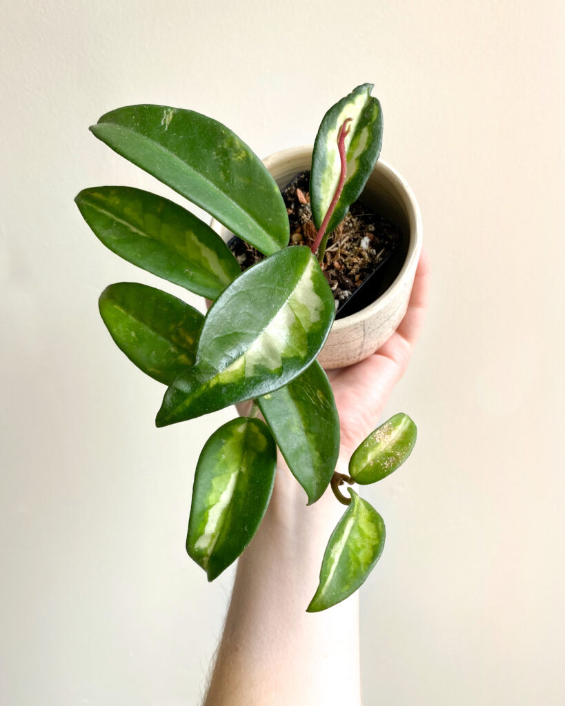 Bouture d'hoya